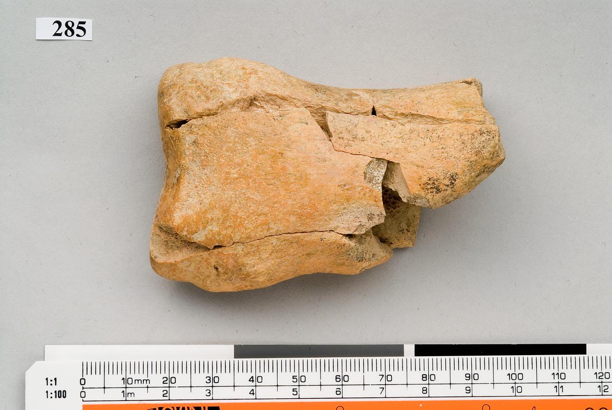 Pleistocene horse bone . Pontnewydd Cave