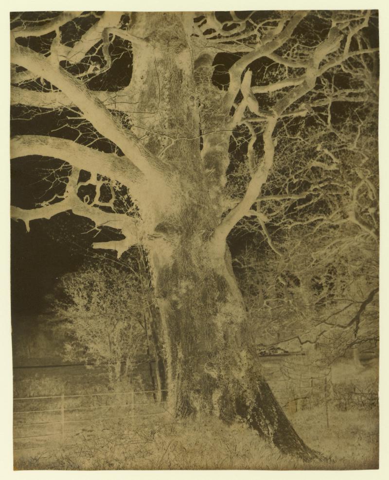 Penllergare, trees, negative