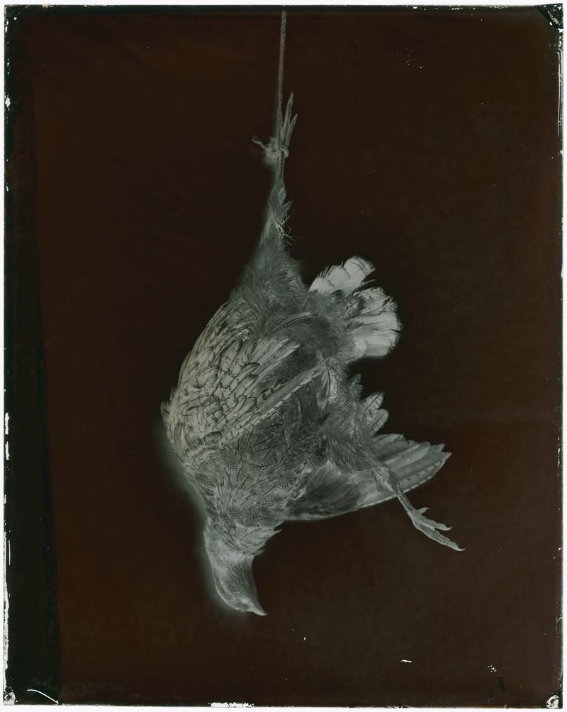 Pheasant, glass negative