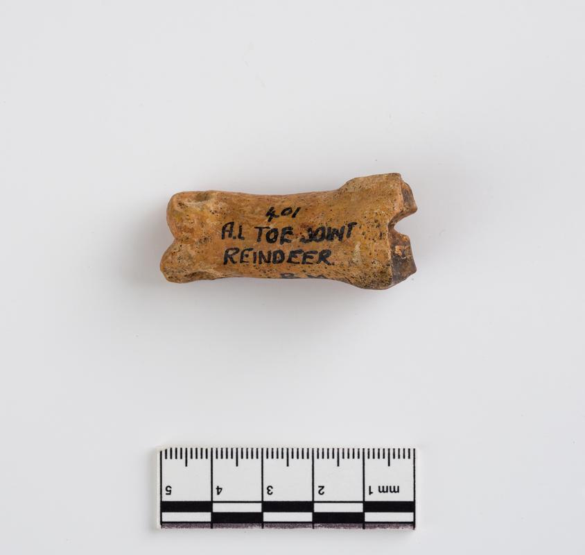 Pleistocene reindeer bone