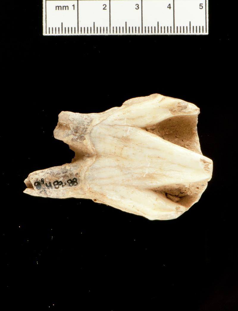 Pleistocene woolly rhinoceros tooth