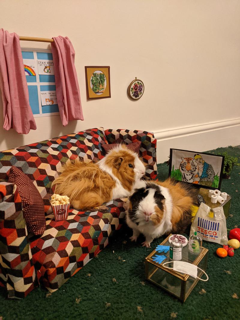 Lockdown guineapigs