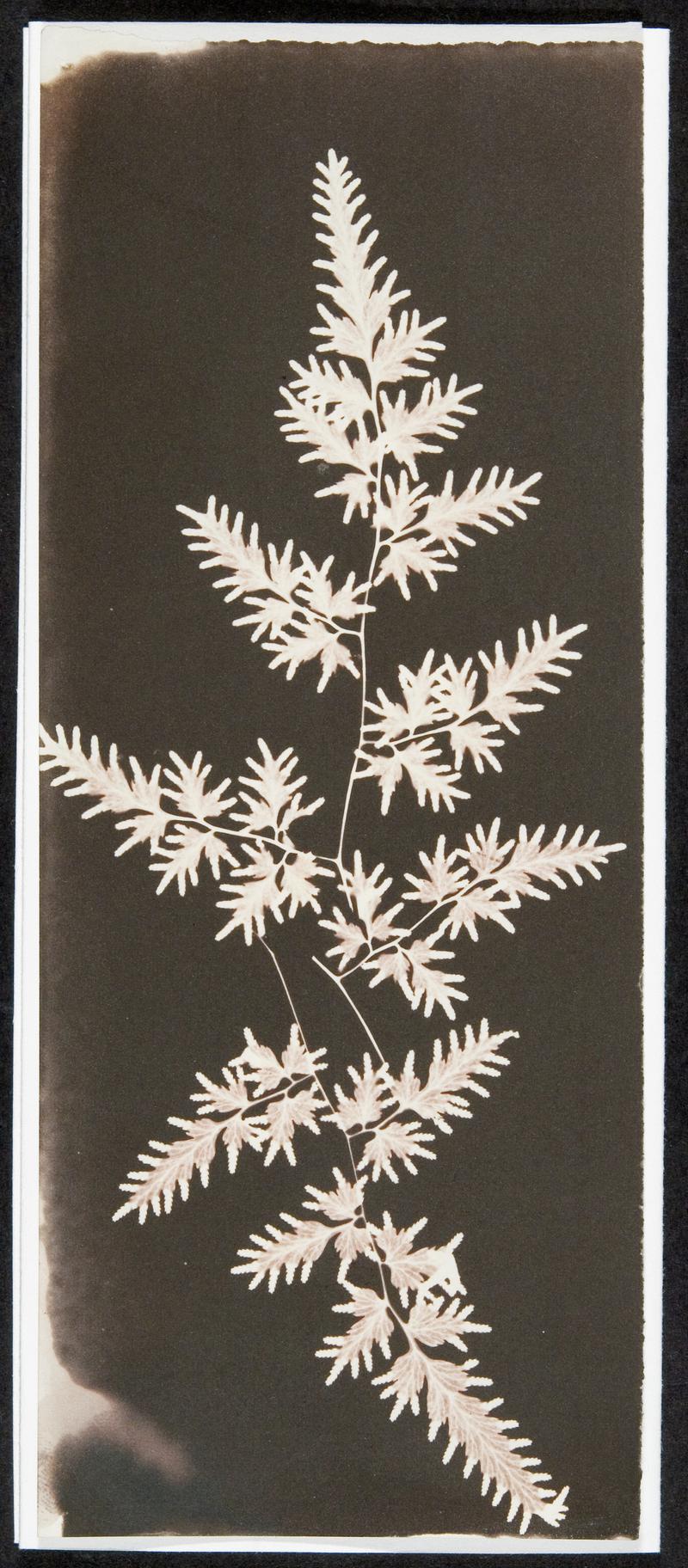 Photogenic drawing of fern leaves