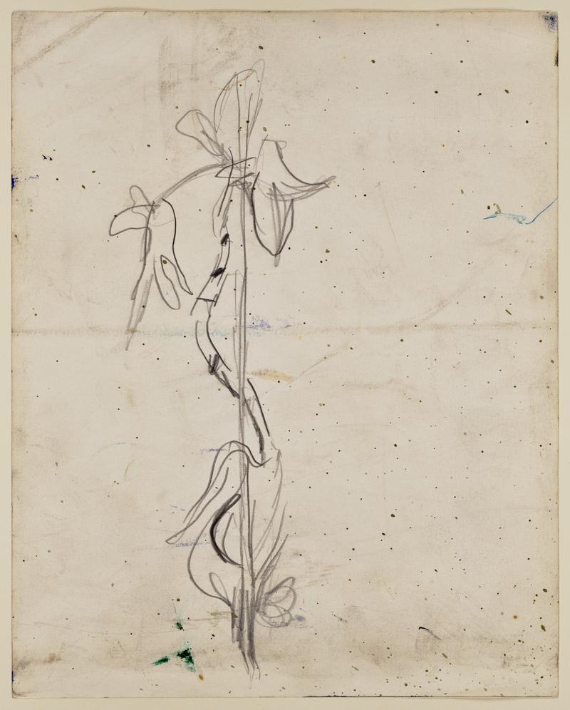 Sketch of Plant