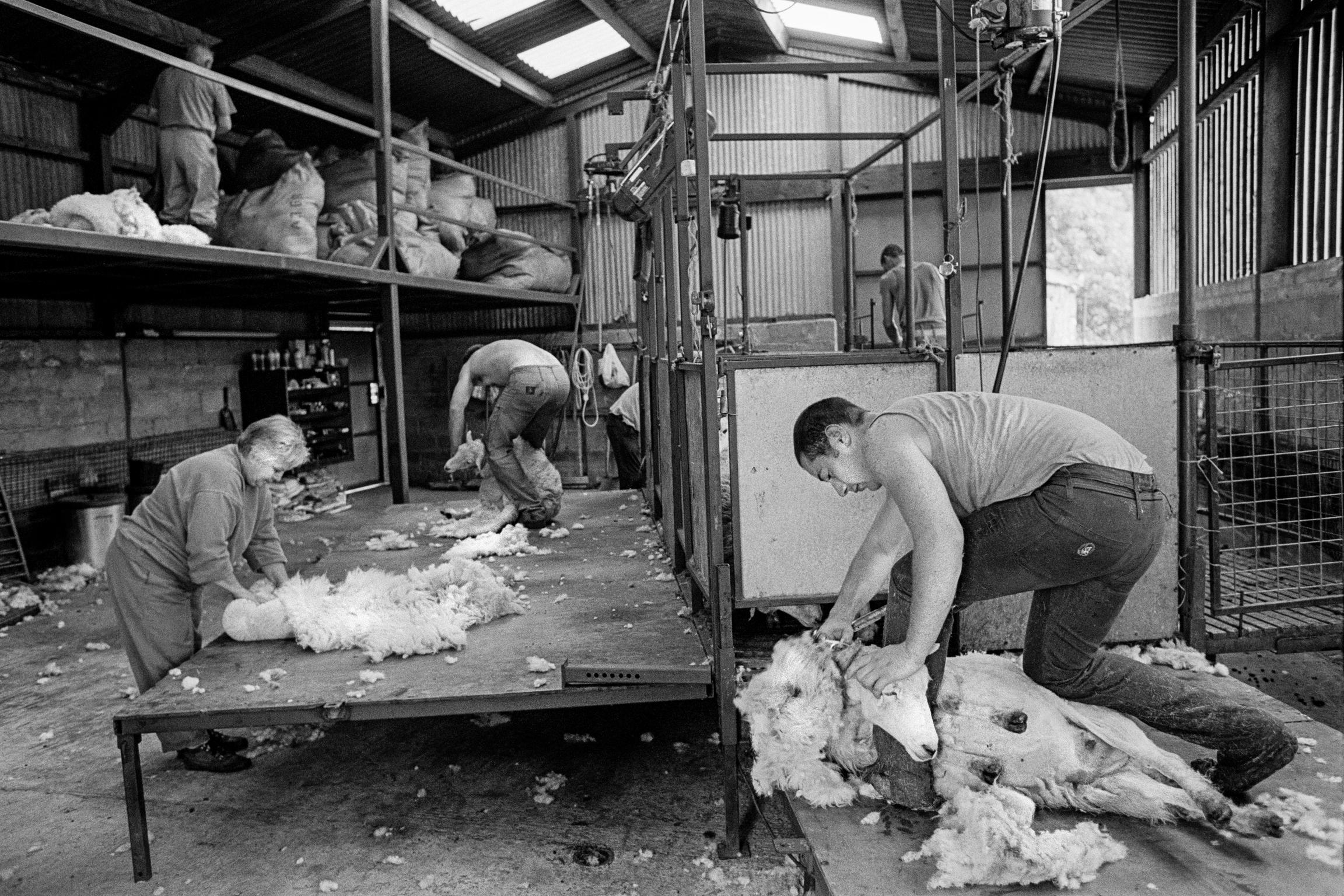 Sheep shearing by team of New Zealand sheep shearers on the highest sheep farm in Wales