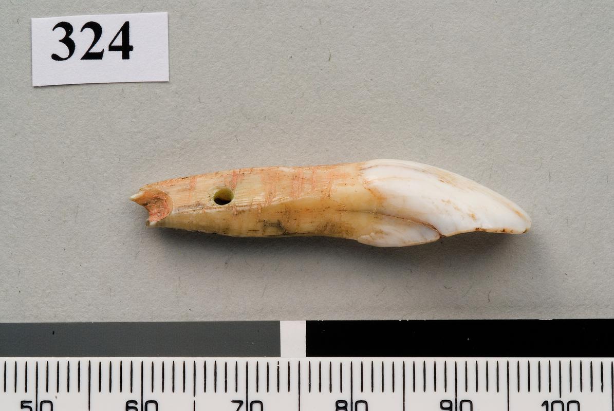 Upper Palaeolithic perforated tooth