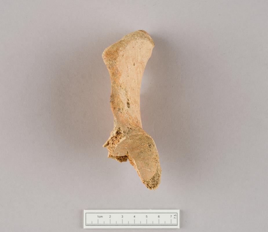 Prehistoric human bone