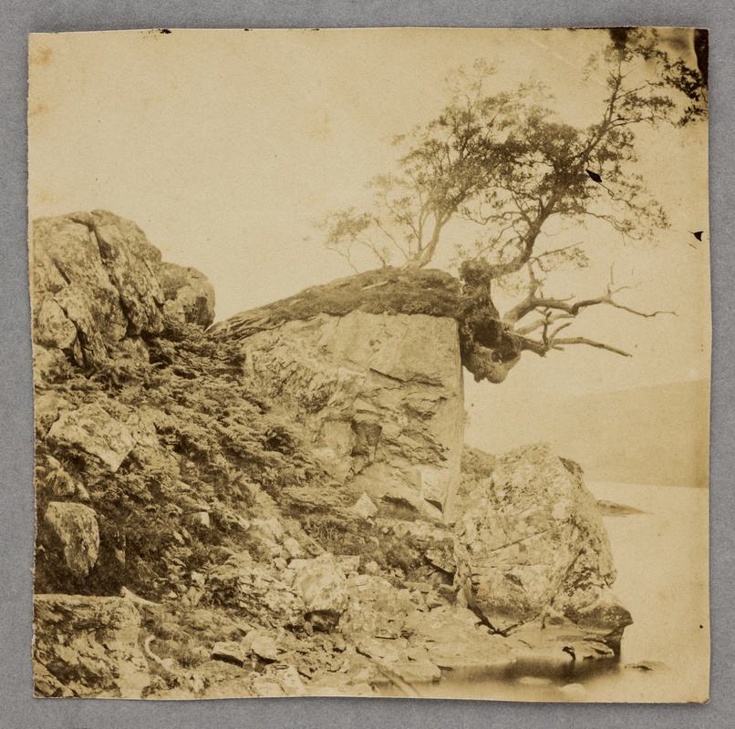 Tree on rocky shore of lake, photograph