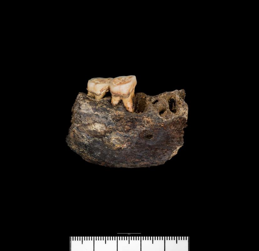 Prehistoric human bone