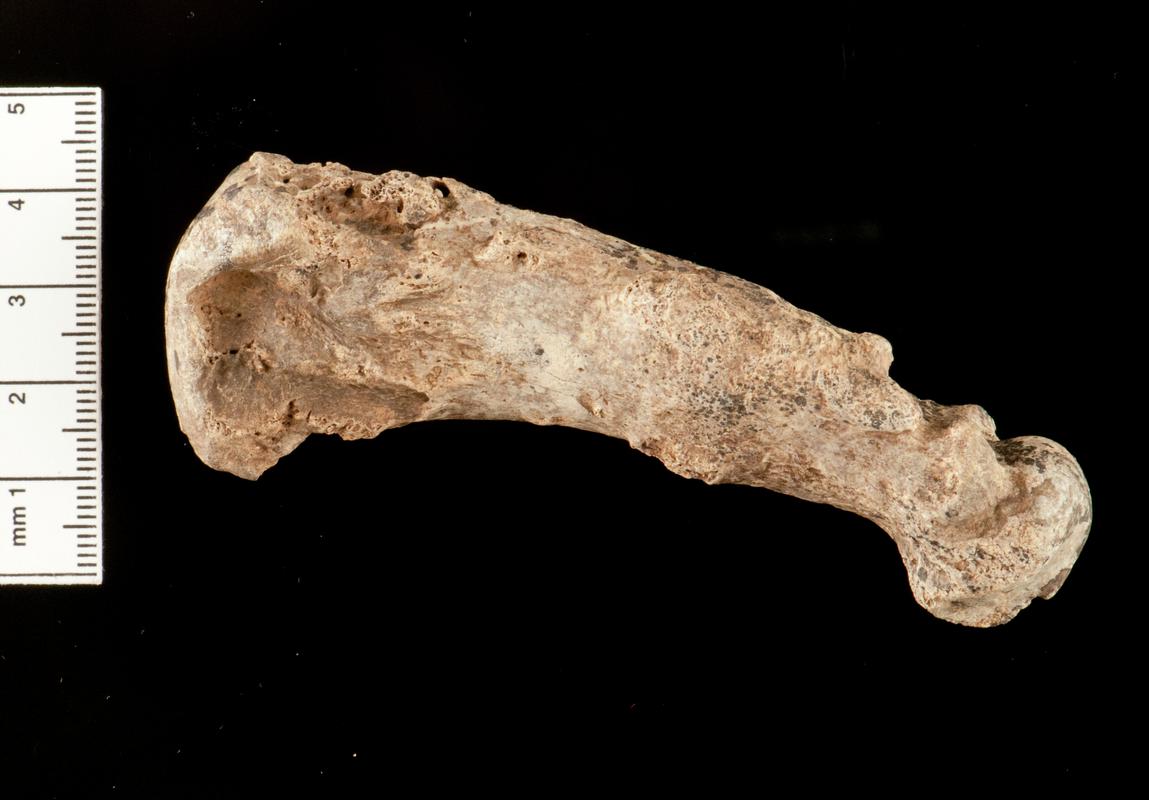 Pleistocene bear bone