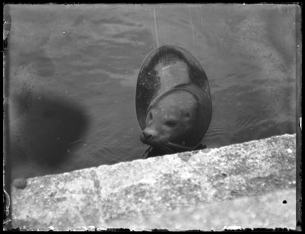 Common Seal, glass negative