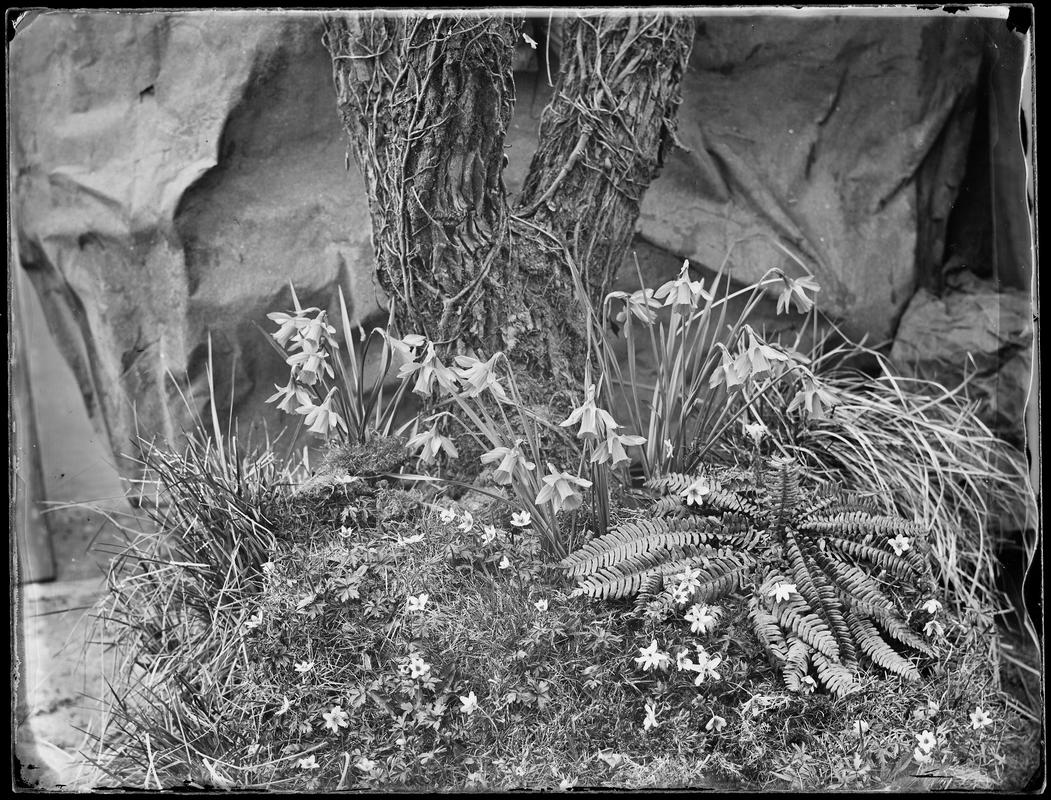 ferns and daffodils, glass negative