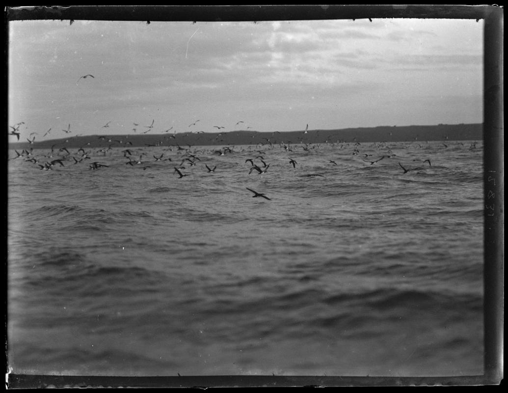 Manx Shearwaters, glass negative
