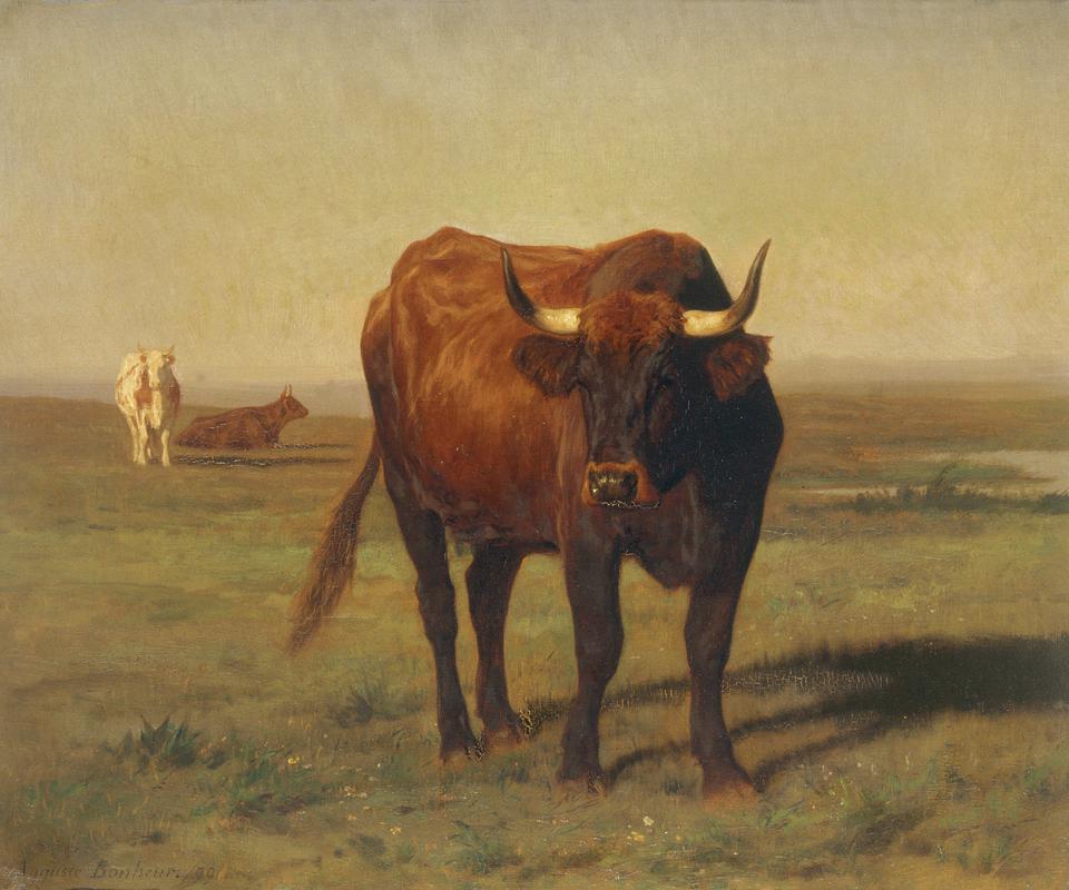 Cattle in landscape