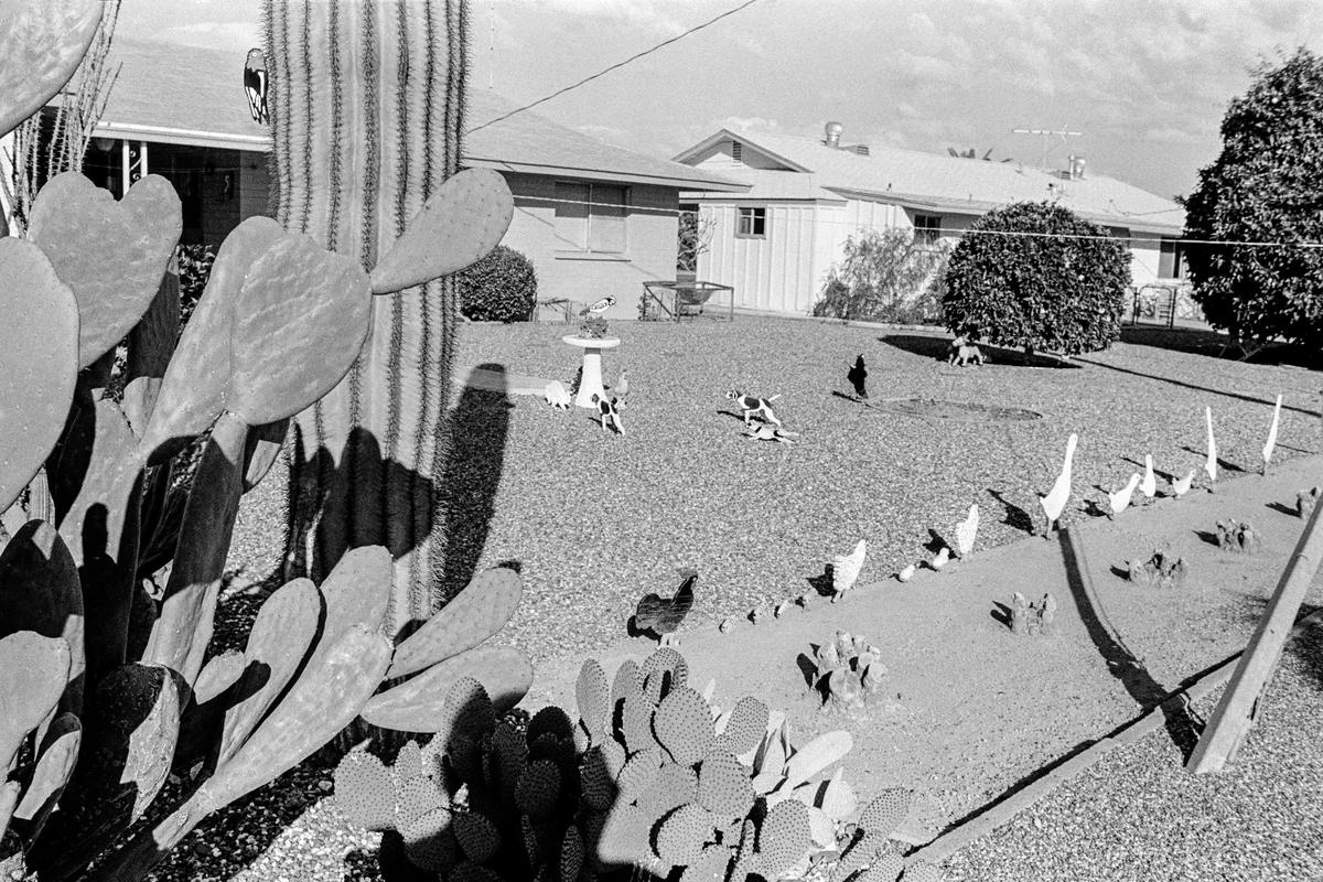 USA. ARIZONA. Sun Bowl. Desert garden. 1980.