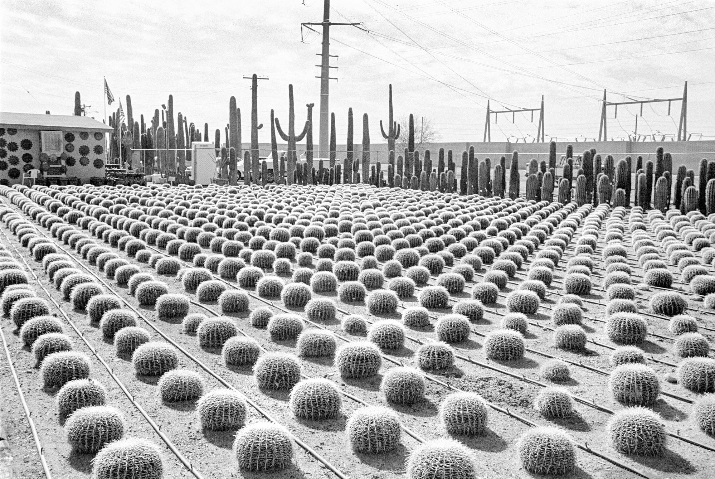 Cactus nursery. Arizona USA
