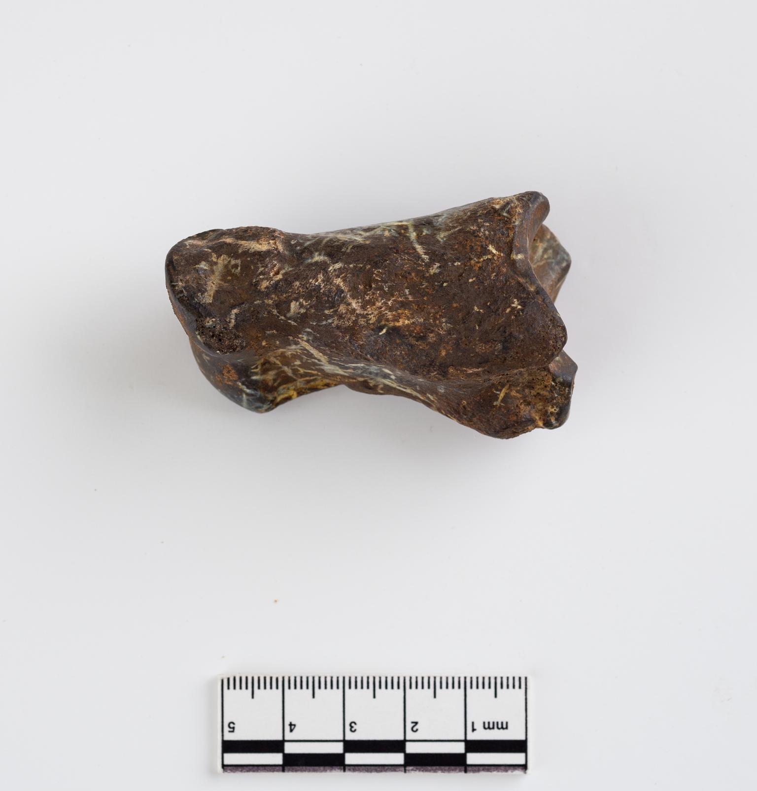 Pleistocene bison bone
