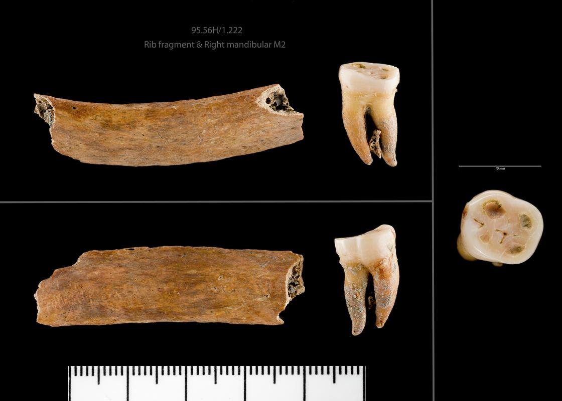 Right mandibular M2 and Rib fragment