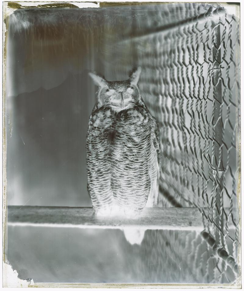 The Great Horned Owl, Clifton Zoological Gardens (glass negative)
