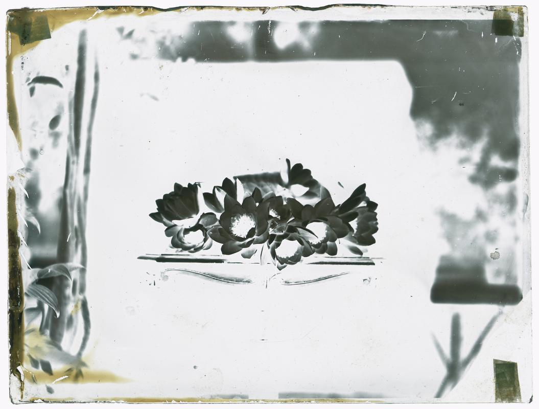 Water lilies, glass negative