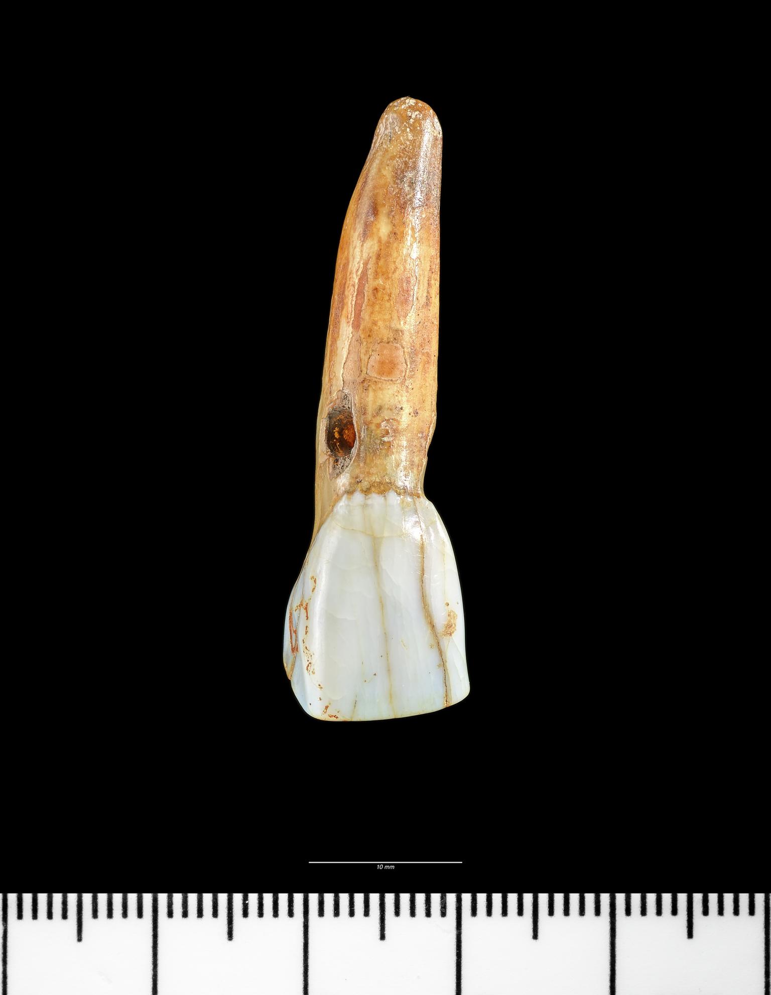 Roman cow tooth pendant