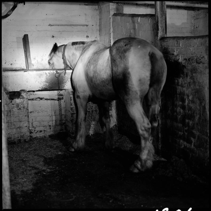 Black and white film negative showing Rex (pit pony) in his stall, Tower Colliery December 1979.  &#039;Tower Colliery pit pony Dec 1979&#039; is transcribed from original negative bag.  Appears to be identical to 2009.3/1366