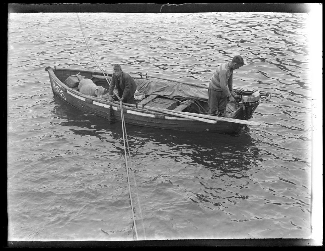 Transporting a Ram from Skokholm, glass negative