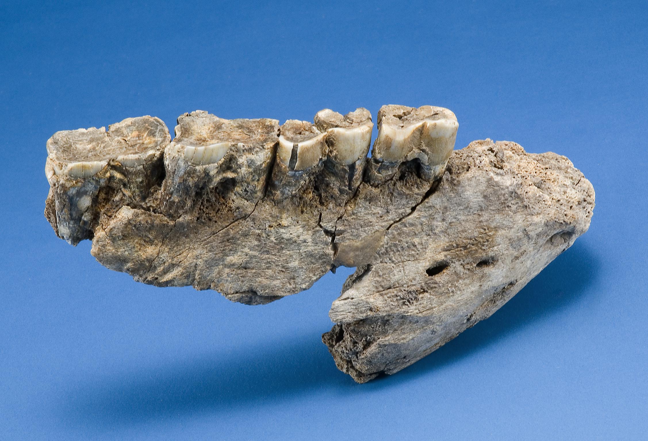 Pleistocene rhinoceros bone
