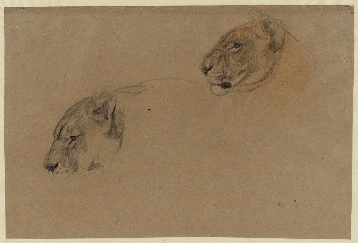 Study of Lionesses&#039; Heads