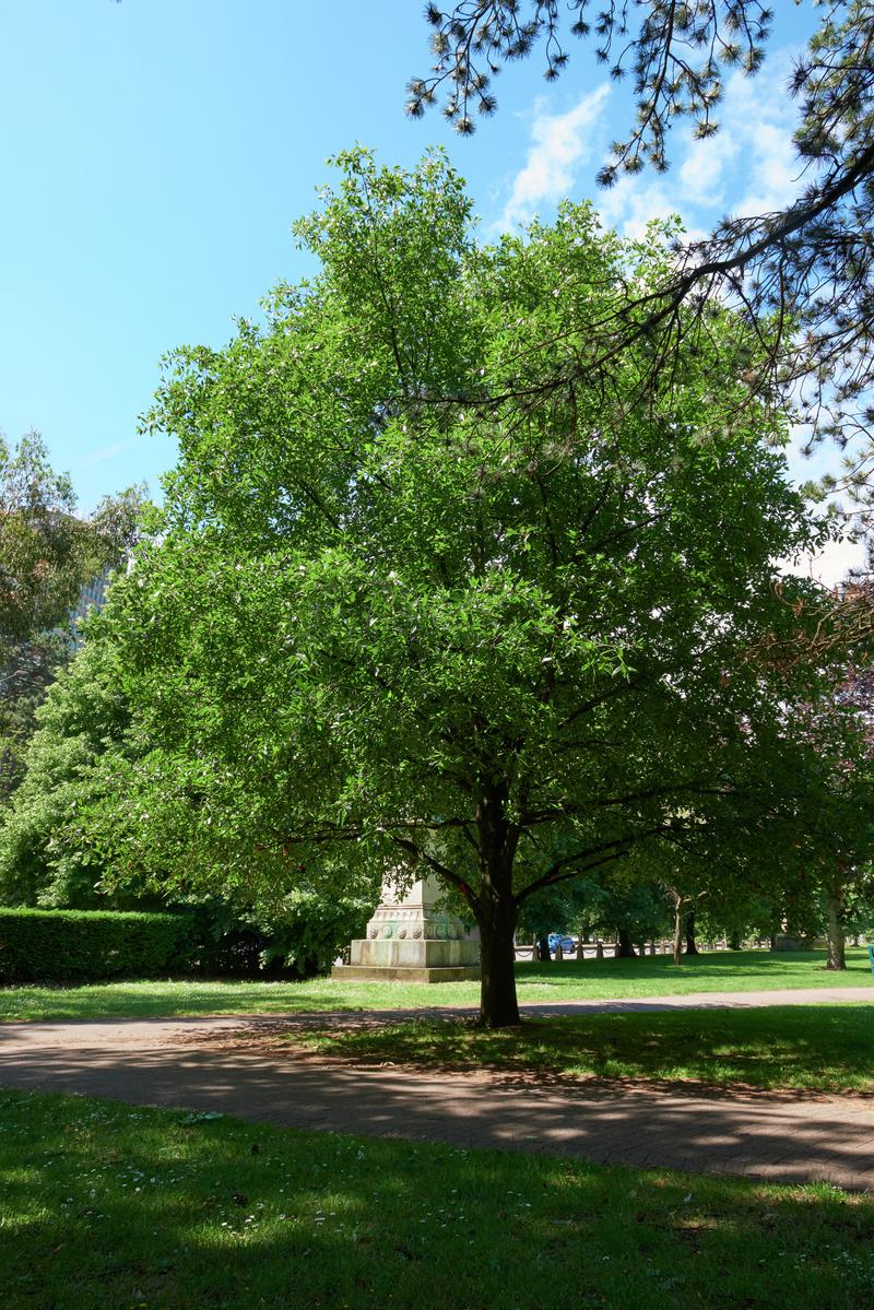 Tree of Life - Gorsedd Gardens