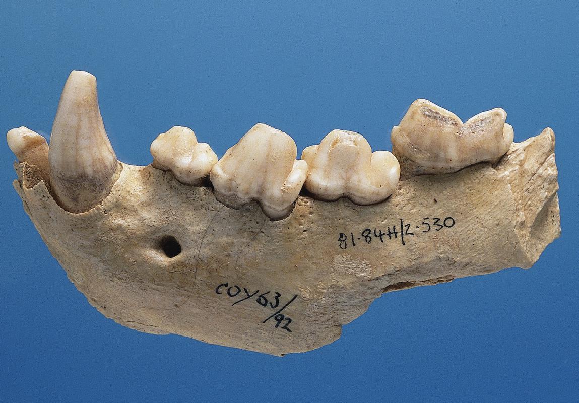 Hyaena mandible