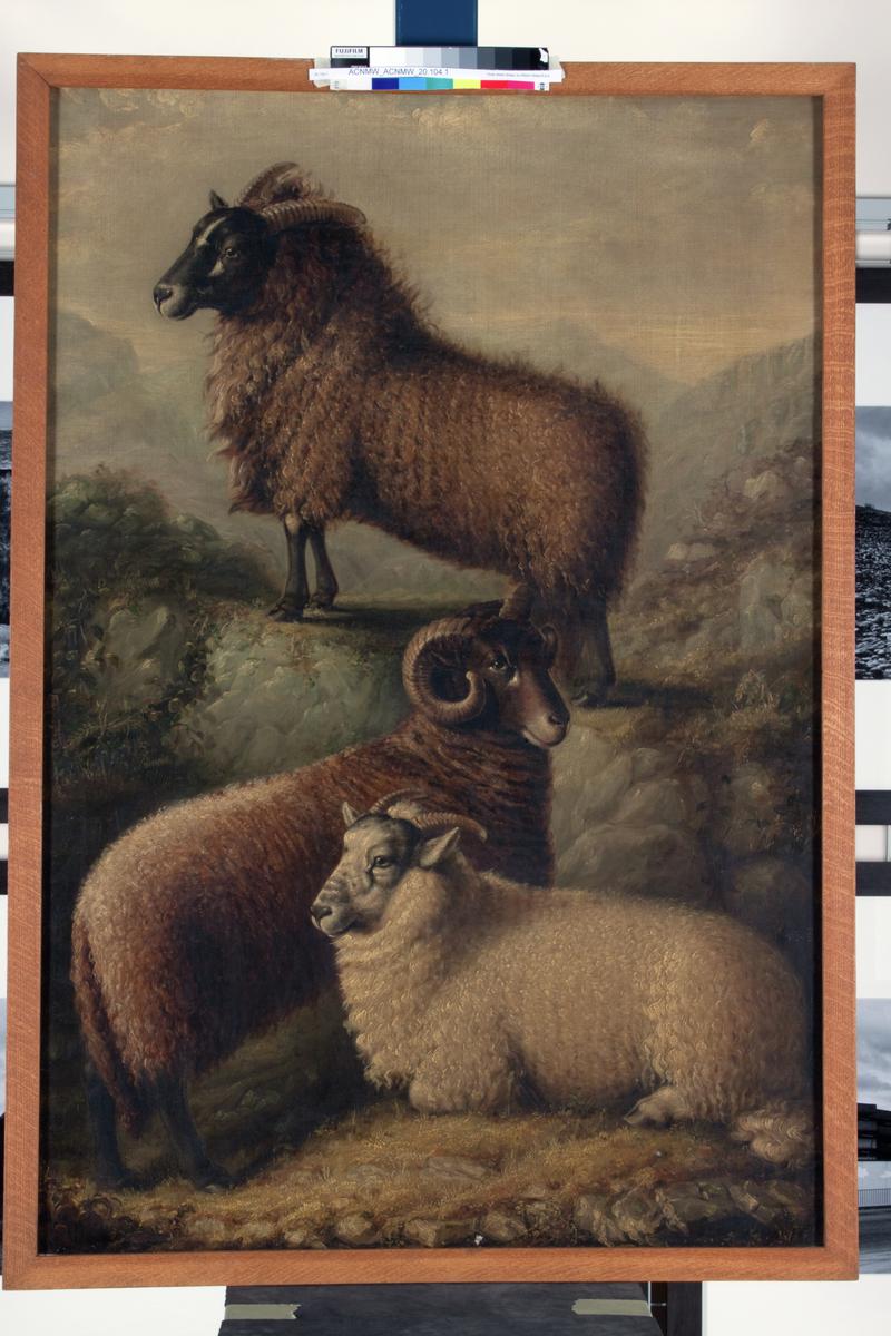 Three Welsh Sheep