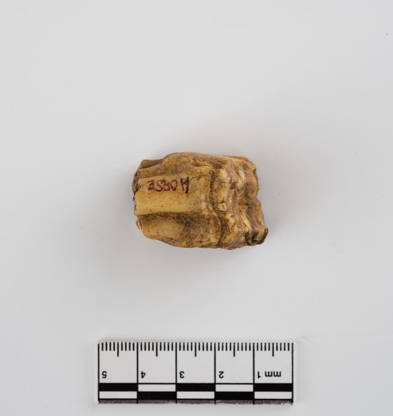 Holocene horse tooth