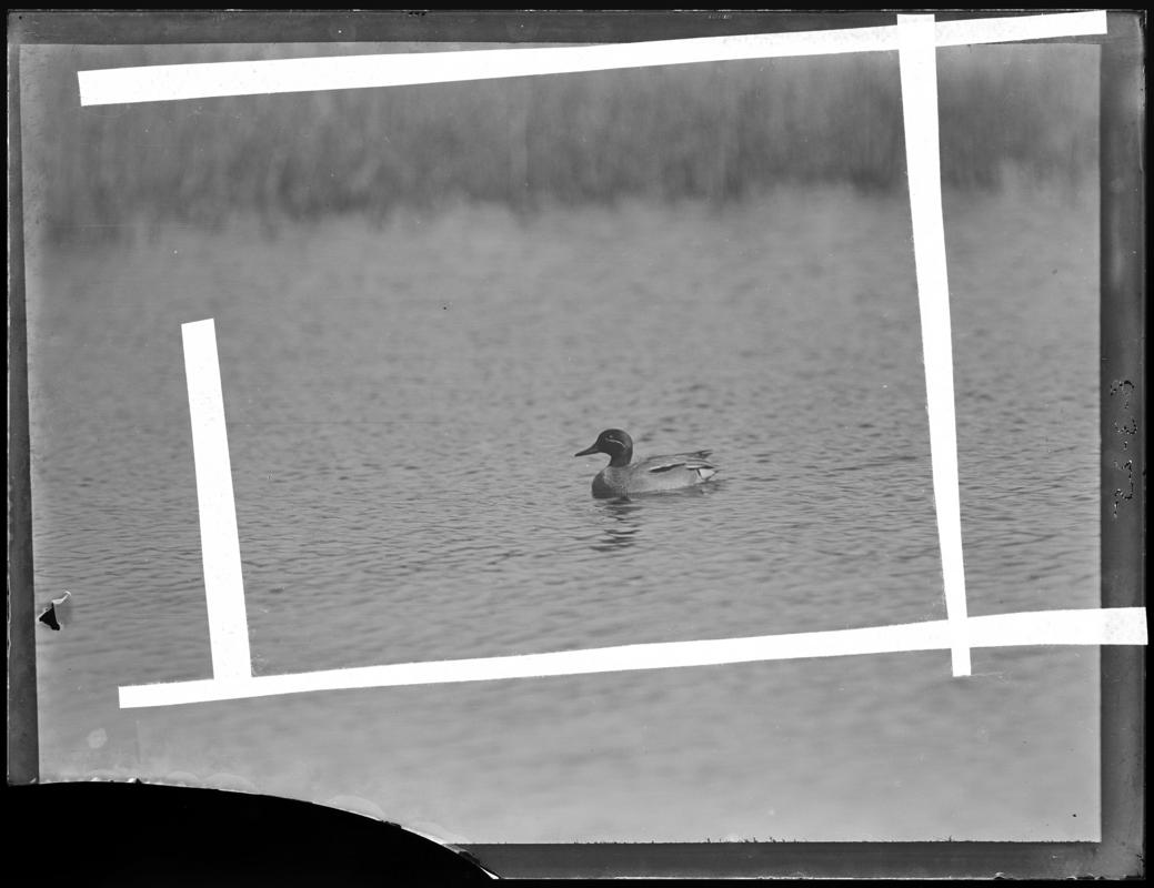Common Teal, glass negative