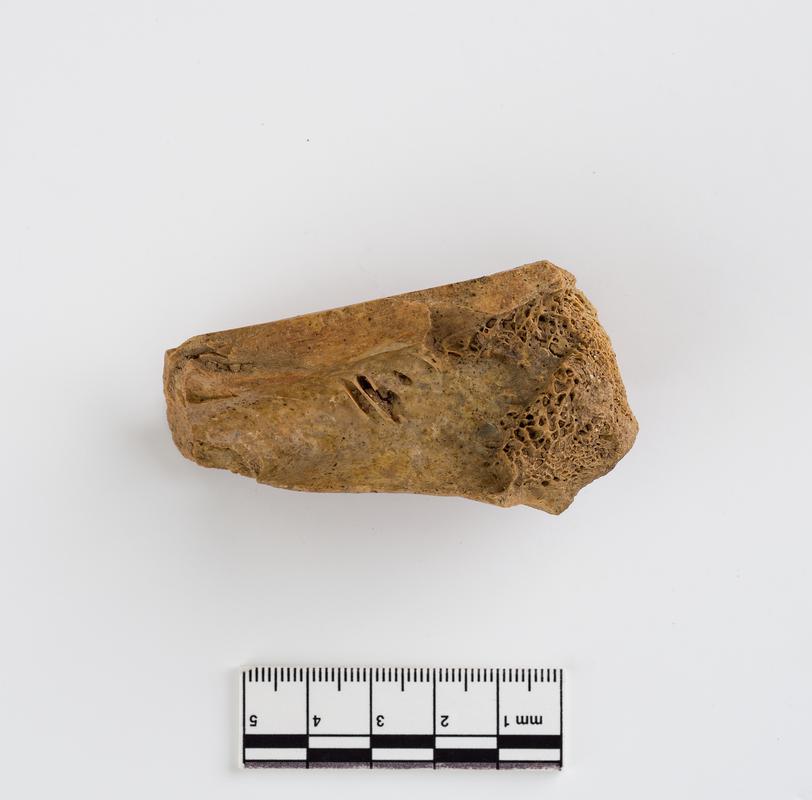 Pleistocene auroch bone