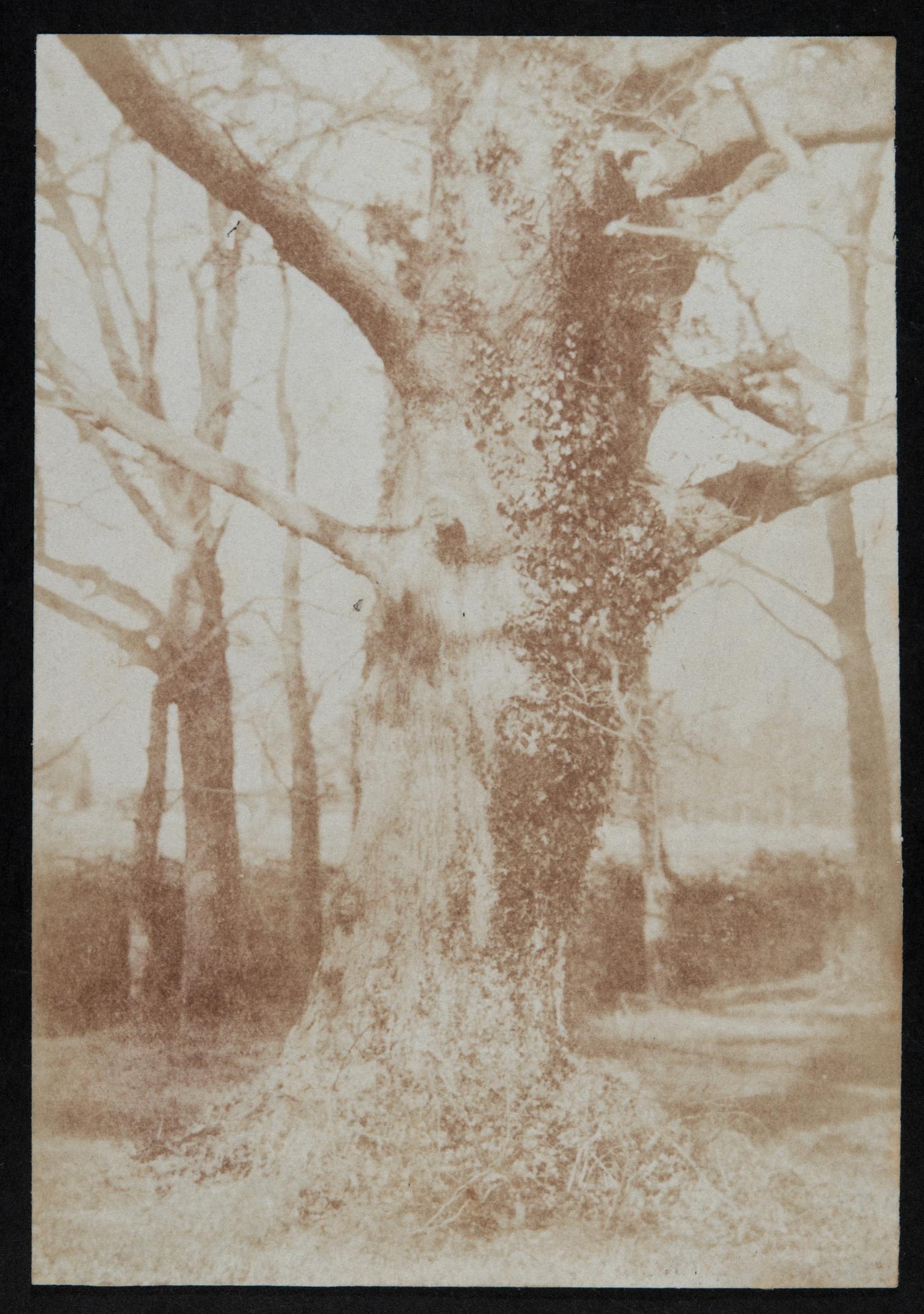 Trees, photograph