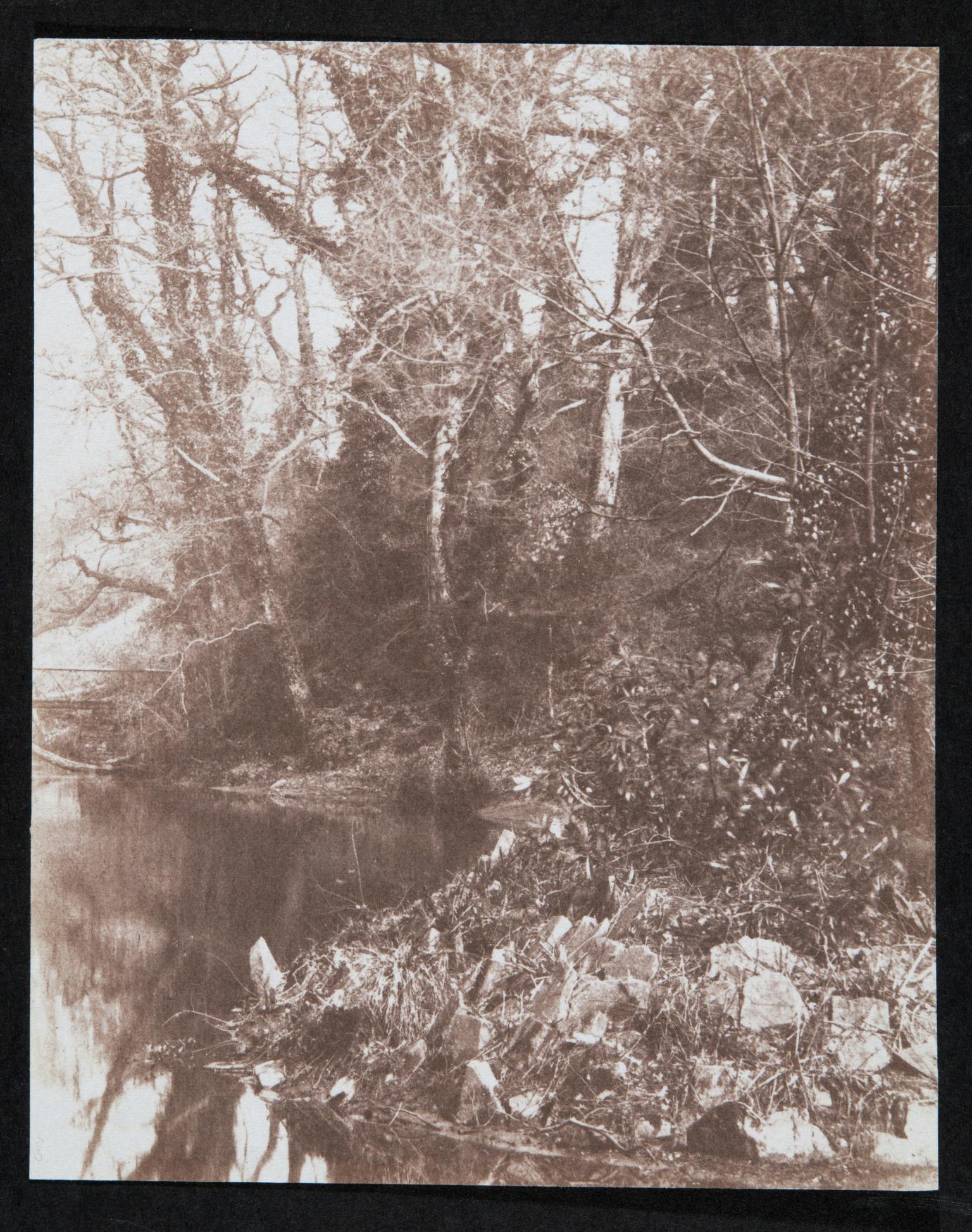 River bank, photograph