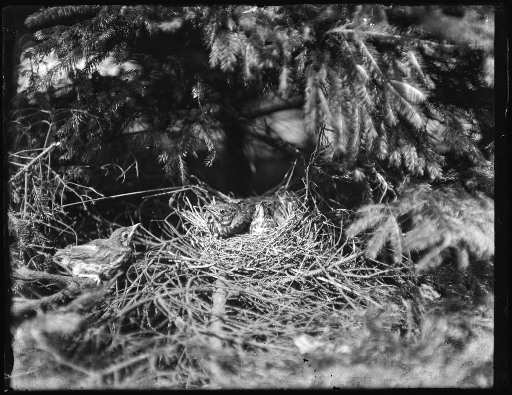 Thrush, glass negative