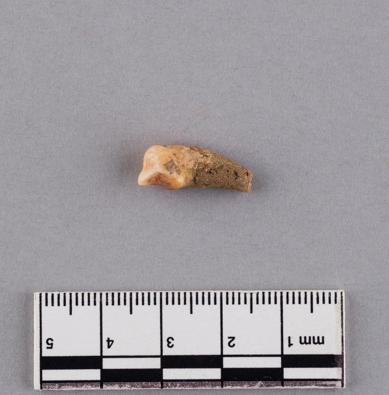 Pleistocene bear tooth