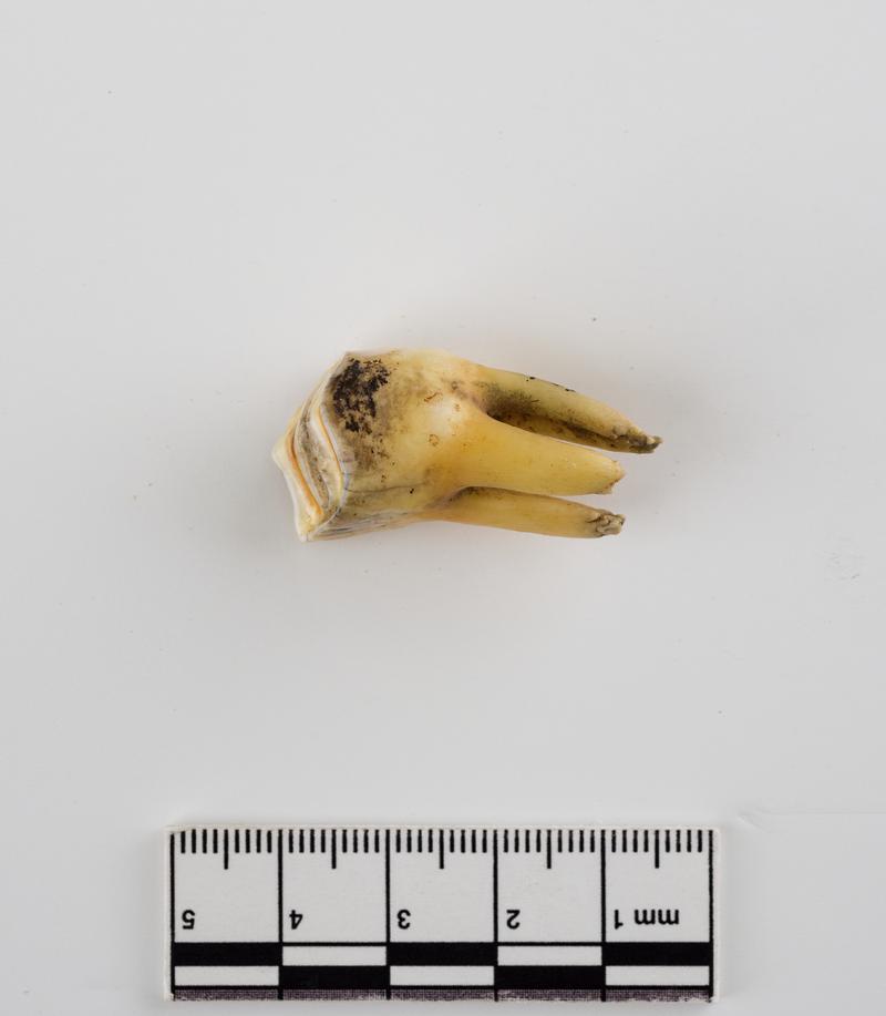 Pleistocene reindeer tooth