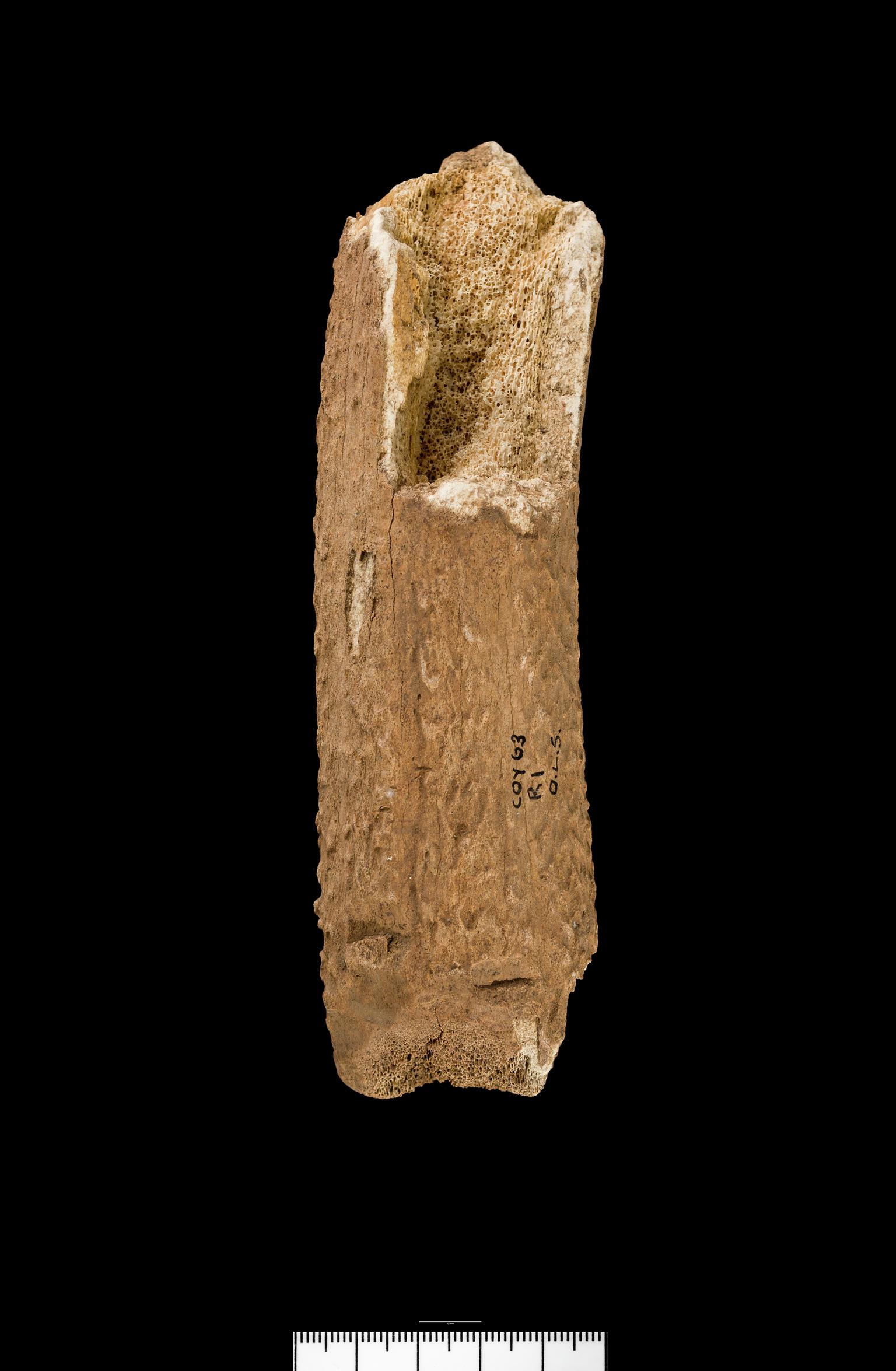 Bronze Age / Iron Age antler beam