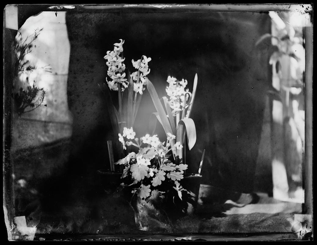 pot of mixed flowers, glass negative