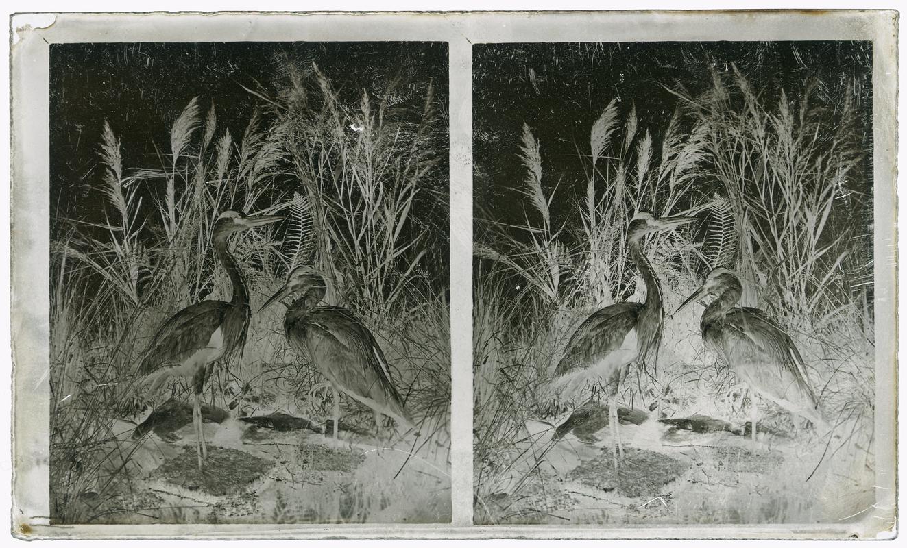 Heron, glass negative