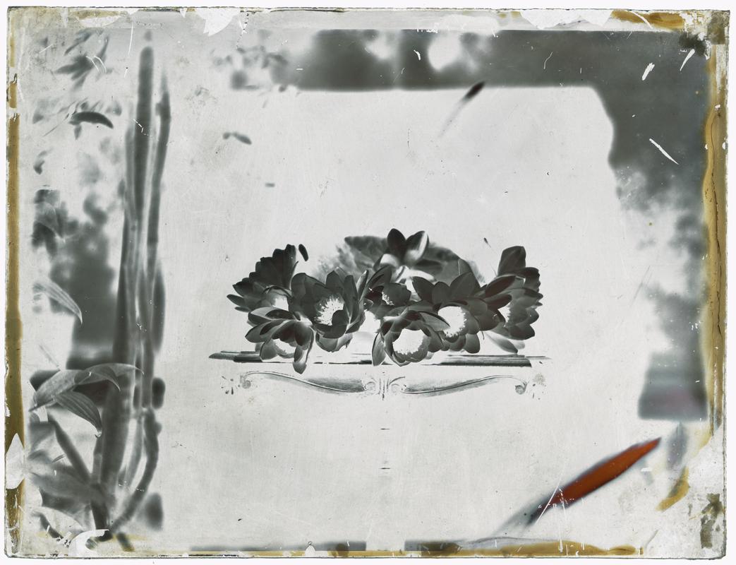 Anenomes on a table, glass negative