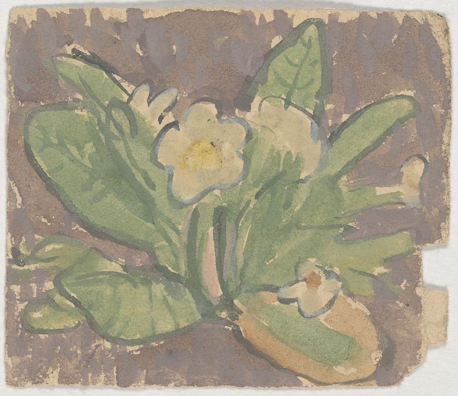 Primroses