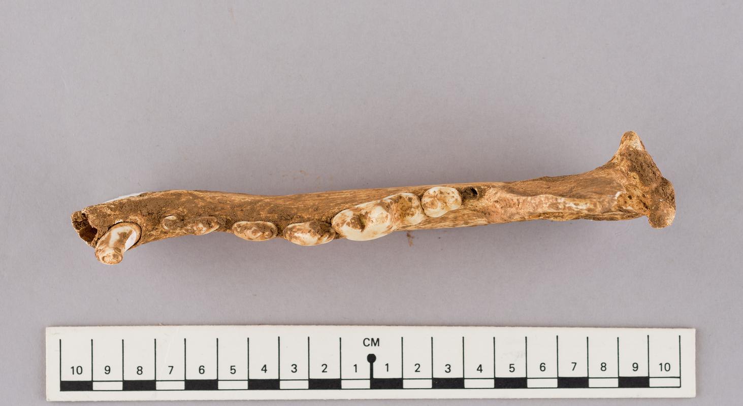 Pleistocene wolf bone