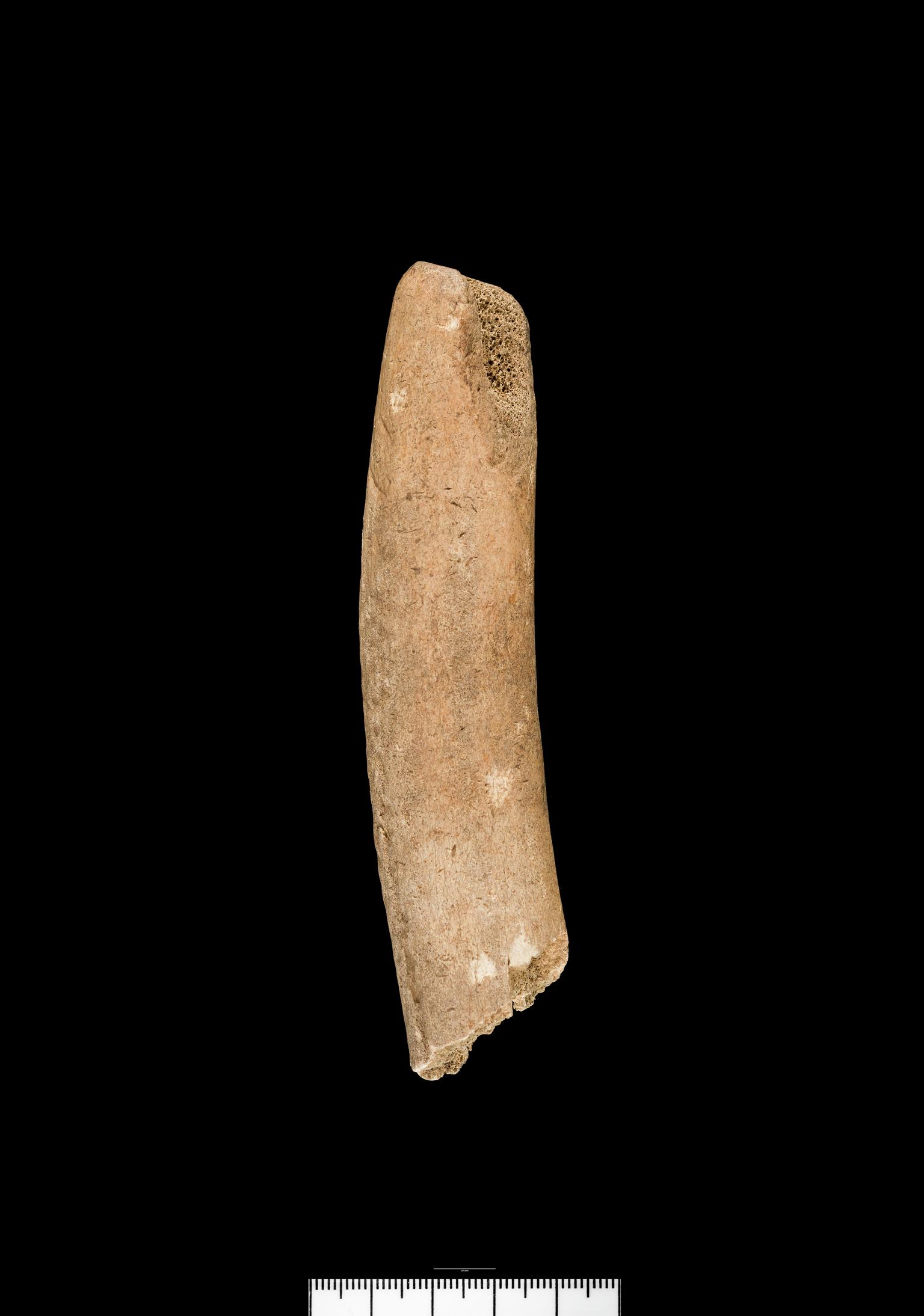 Iron Age / Roman antler pick
