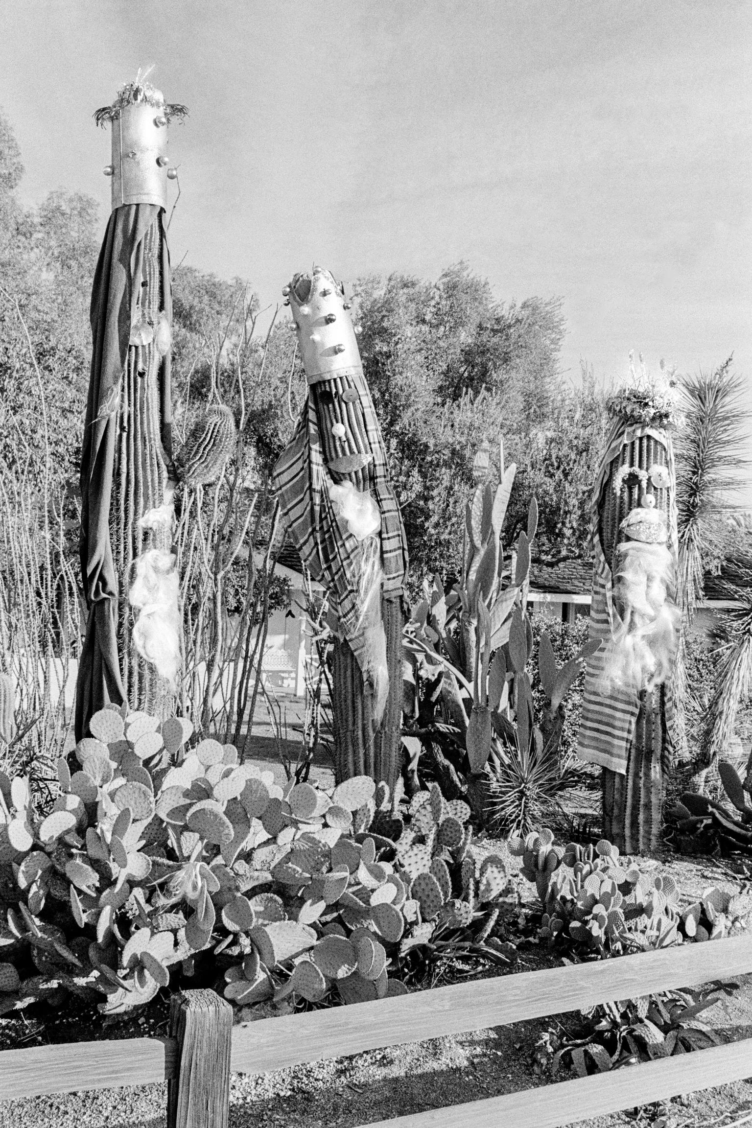 Phoenix desert garden. Cactus dressed up as Three Wise Men. Arizona USA