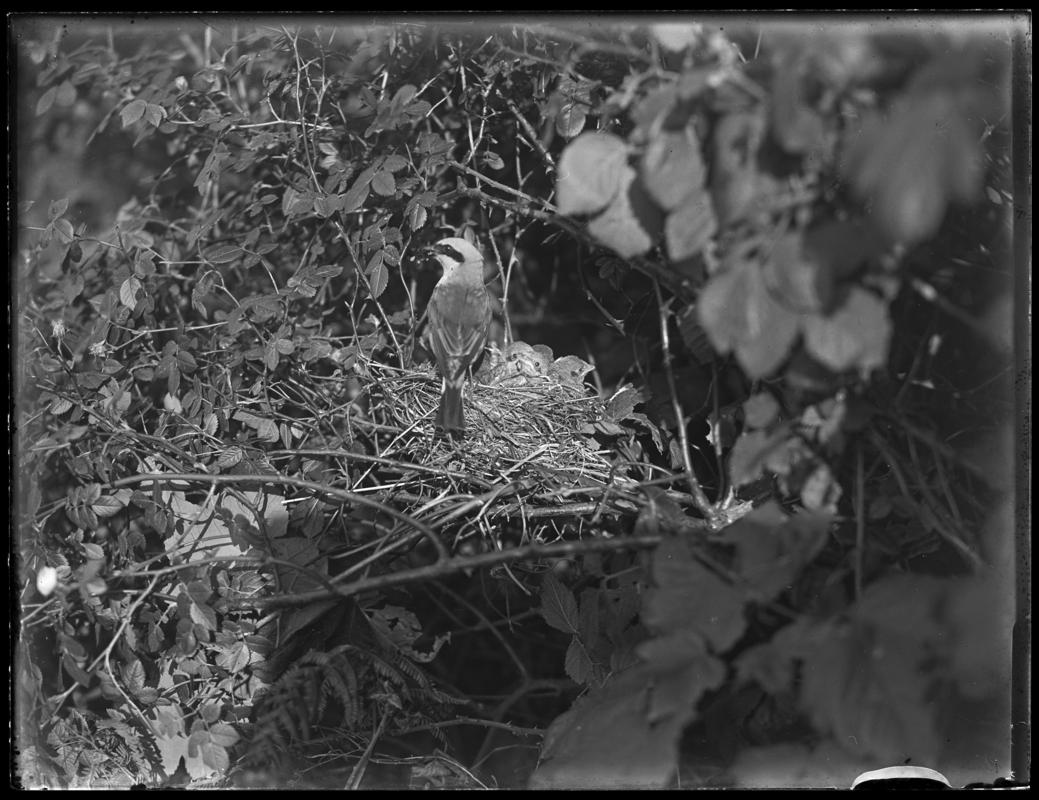 Red-backed Shrike, glass negative