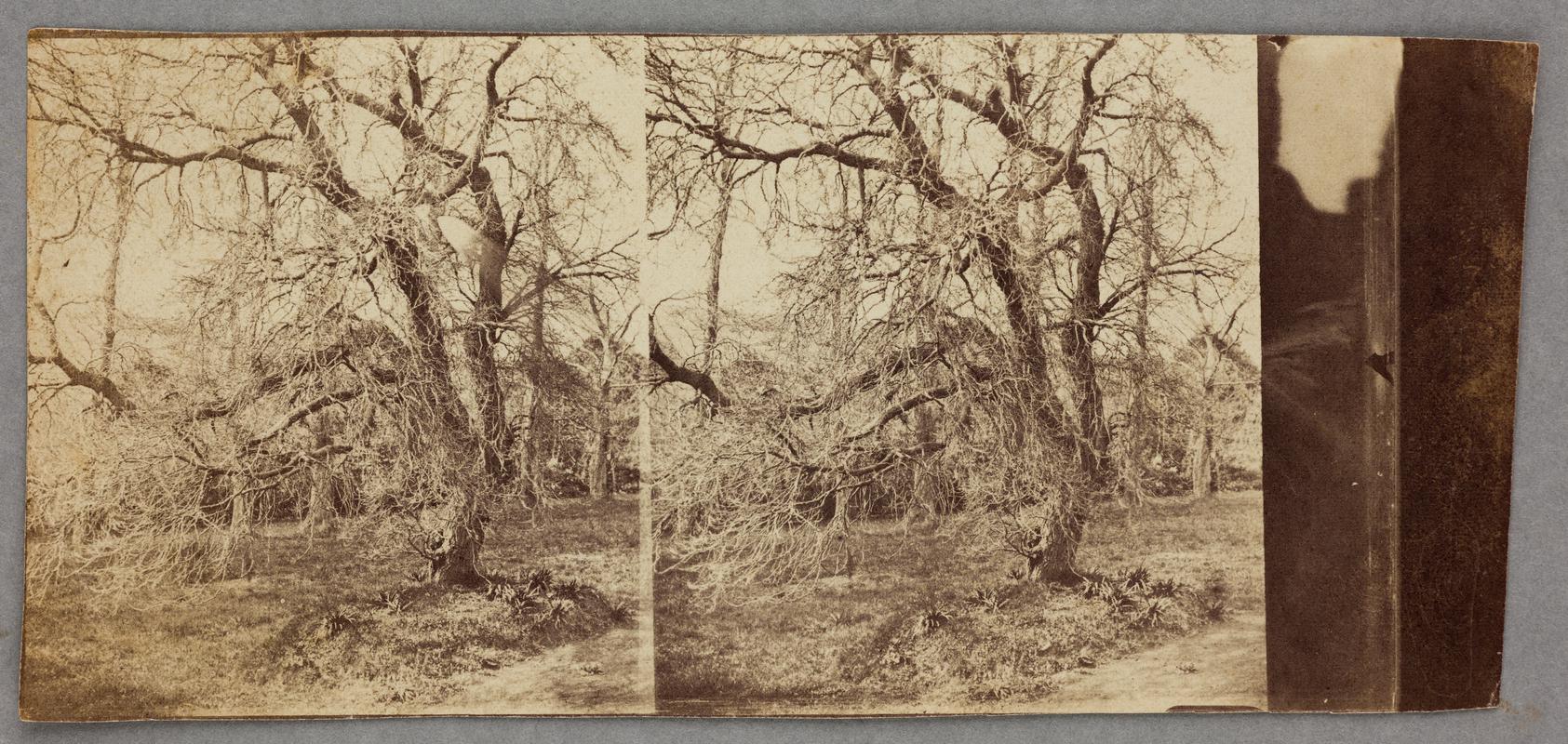 trees, photograph